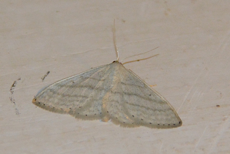 Geometridae: Idaea subsericeata?